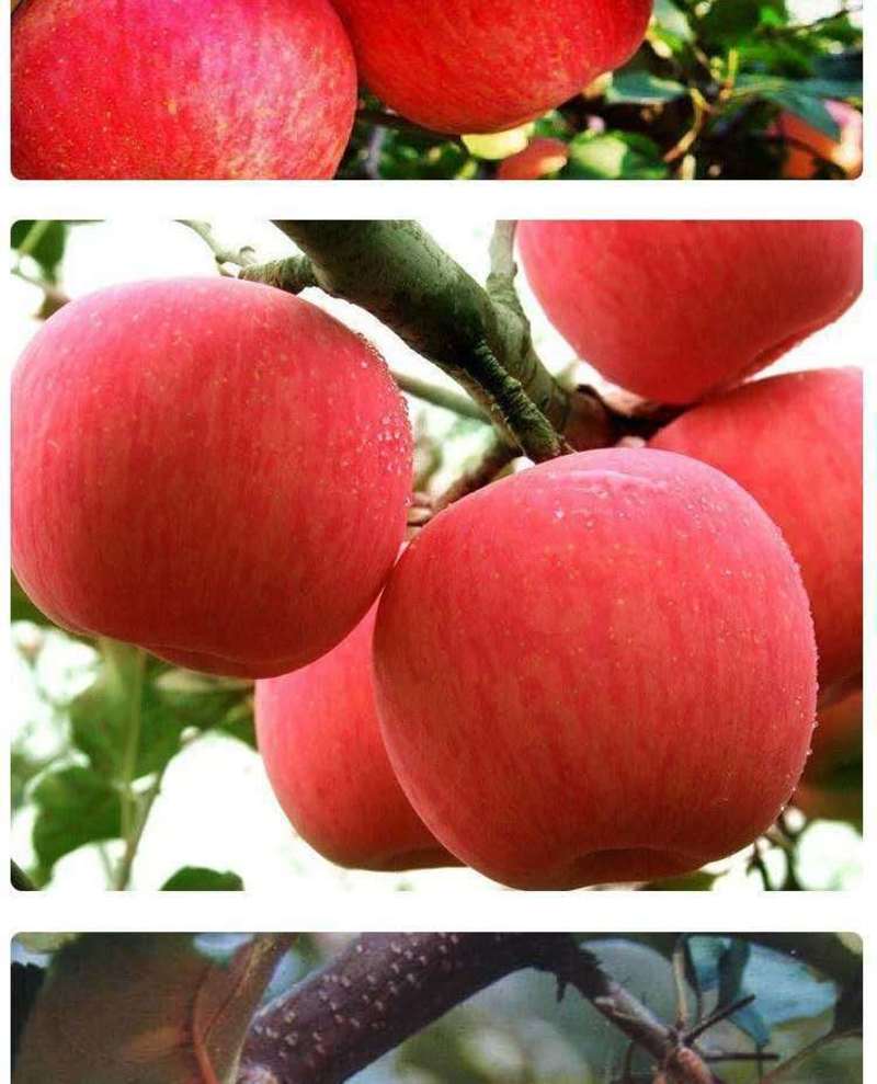 【产地销】红将军苹果脆甜现摘农家果园新鲜采摘脆嫩多汁