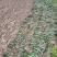 【红根】野生药用石菖蒲种苗小石菖蒲苗大宽叶石菖蒲货源稳定