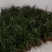 【红根】野生药用石菖蒲种苗小石菖蒲苗大宽叶石菖蒲货源稳定