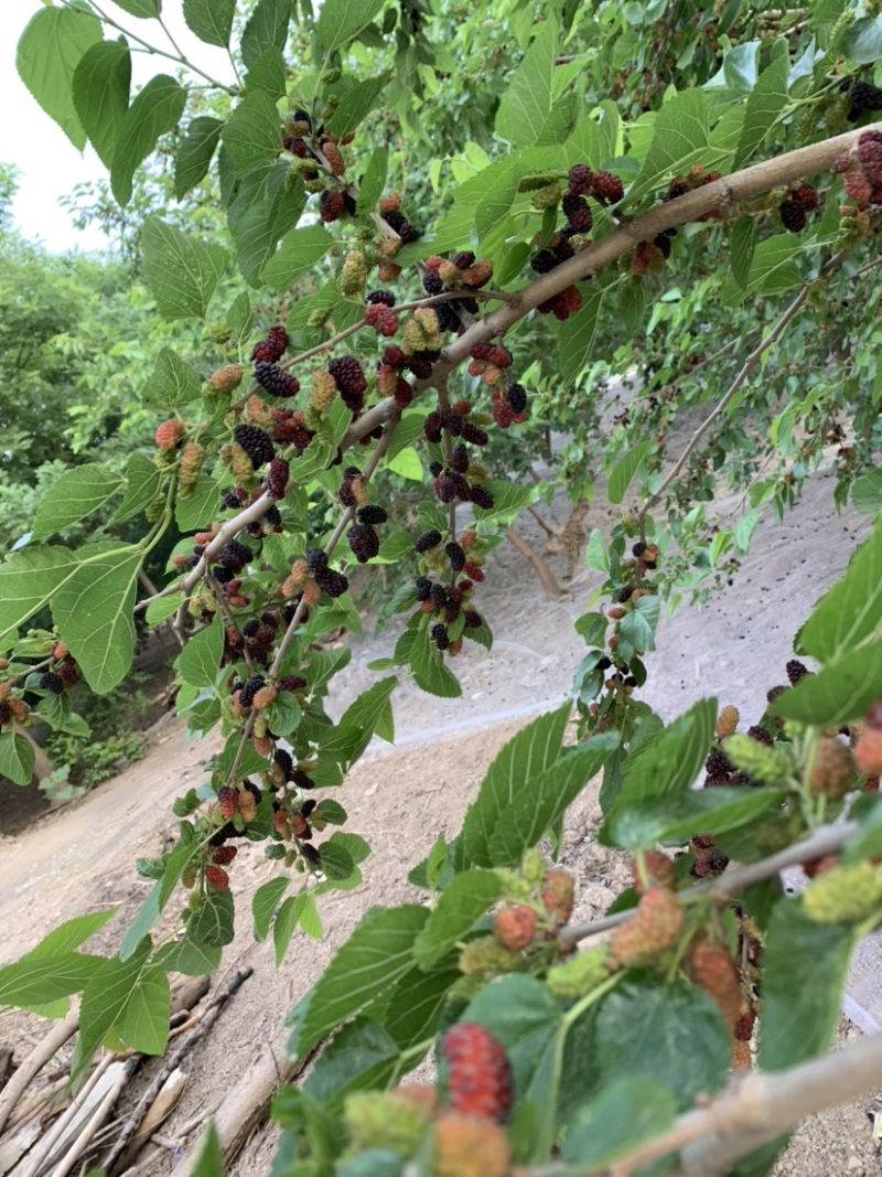 营子镇黑桑葚甜度高果实硕大，可供汁厂，酒厂，日供货40吨
