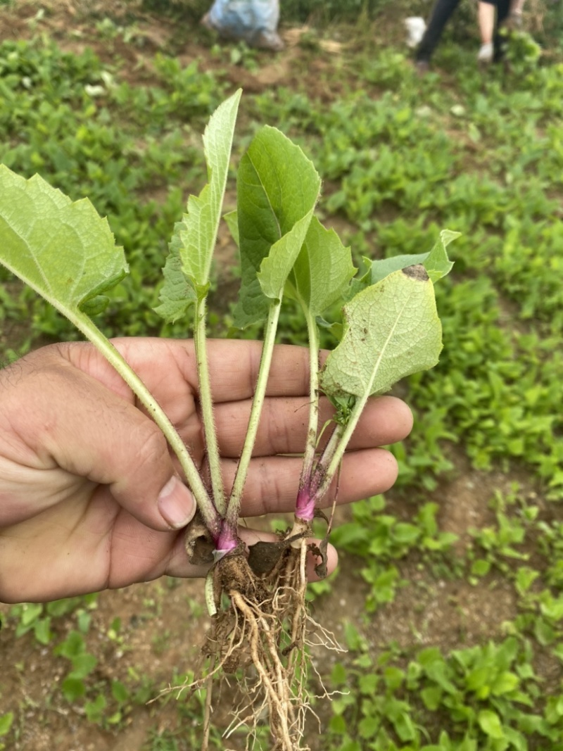 自繁牧草华夏神菊教授菊高蛋白草金牧粮草香槟草种子