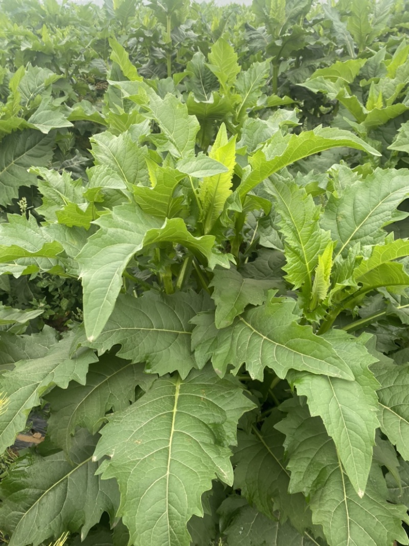 自繁牧草华夏神菊教授菊高蛋白草金牧粮草香槟草种子