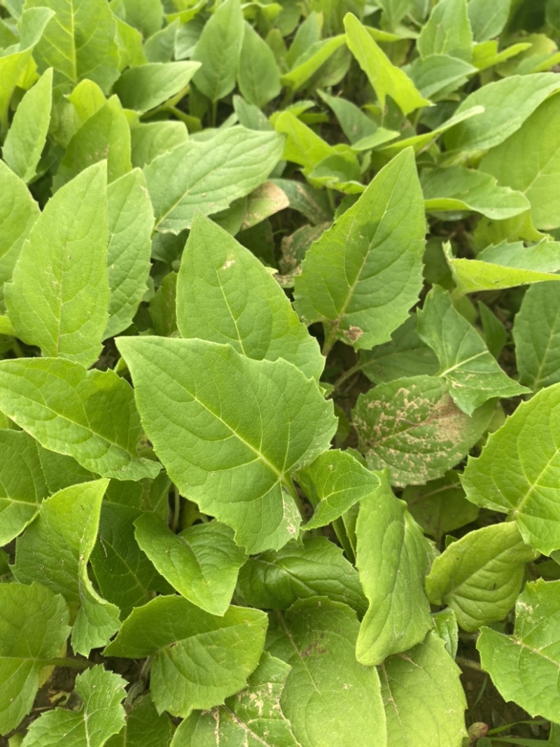 自繁牧草华夏神菊教授菊高蛋白草金牧粮草香槟草种子