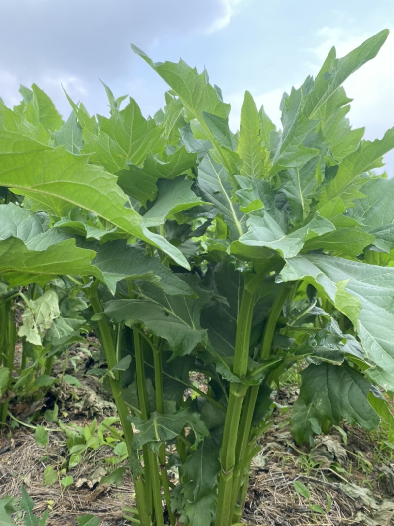 自繁牧草华夏神菊教授菊高蛋白草金牧粮草香槟草种子