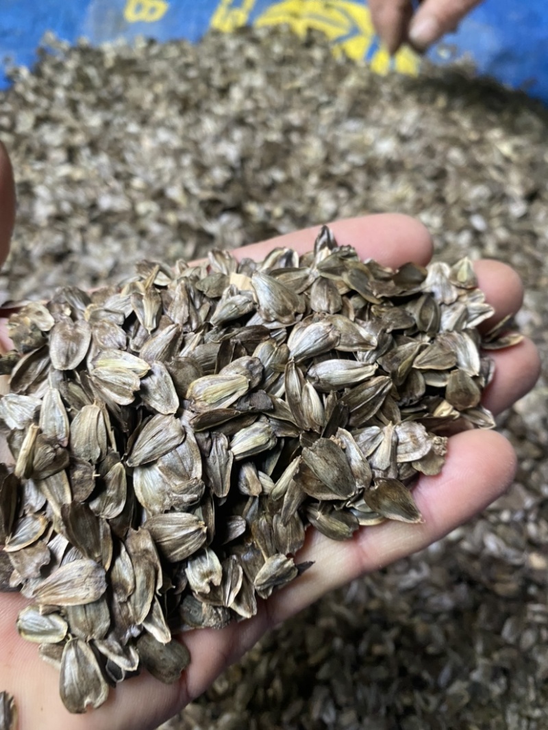 自繁牧草华夏神菊教授菊高蛋白草金牧粮草香槟草种子
