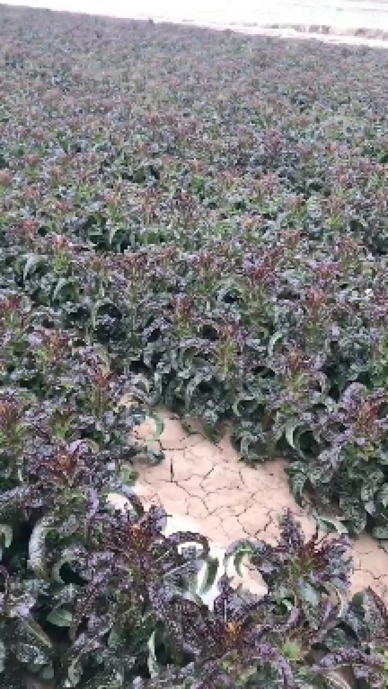 大量红笋上市