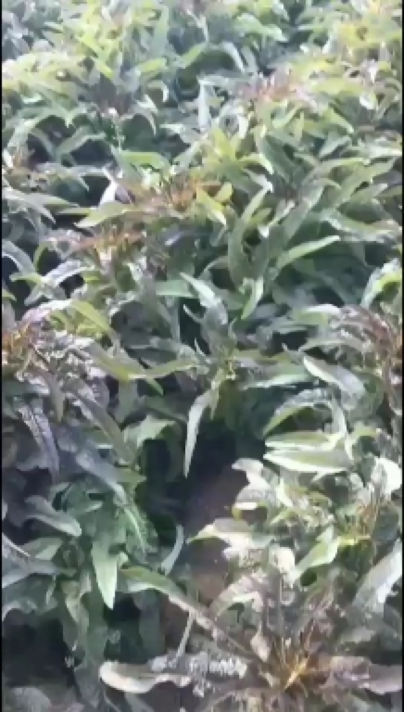 红笋