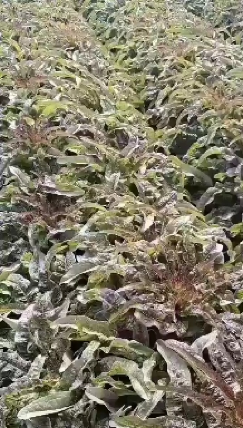 红笋