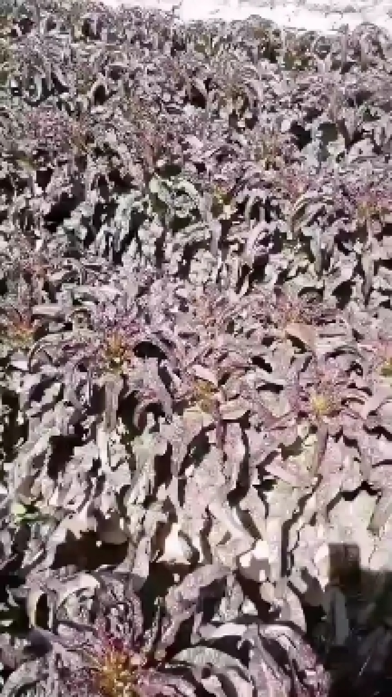 红笋