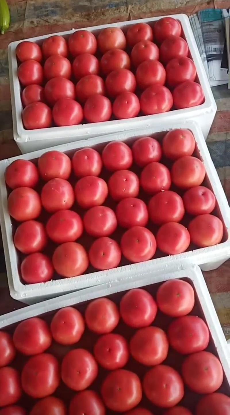 西红柿【精品】硬粉西红柿产区市场直发山东西红柿