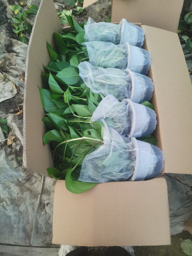 除甲醛净化空气绿萝盆栽室内植物水培花卉绿植绿箩新房家用吸