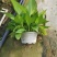 除甲醛净化空气绿萝盆栽室内植物水培花卉绿植绿箩新房家用吸