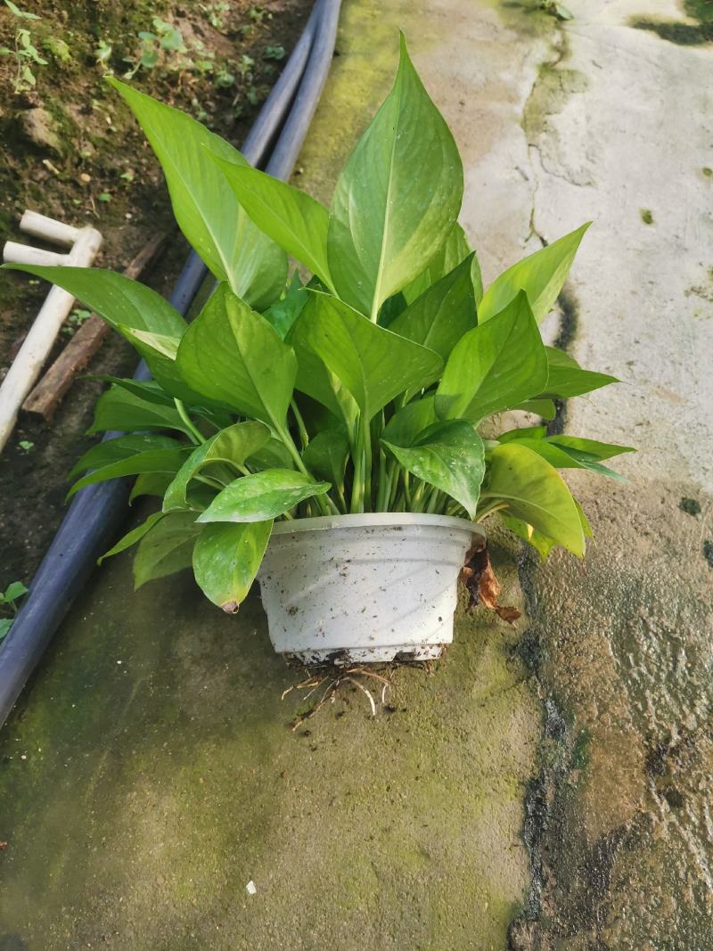 除甲醛净化空气绿萝盆栽室内植物水培花卉绿植绿箩新房家用吸