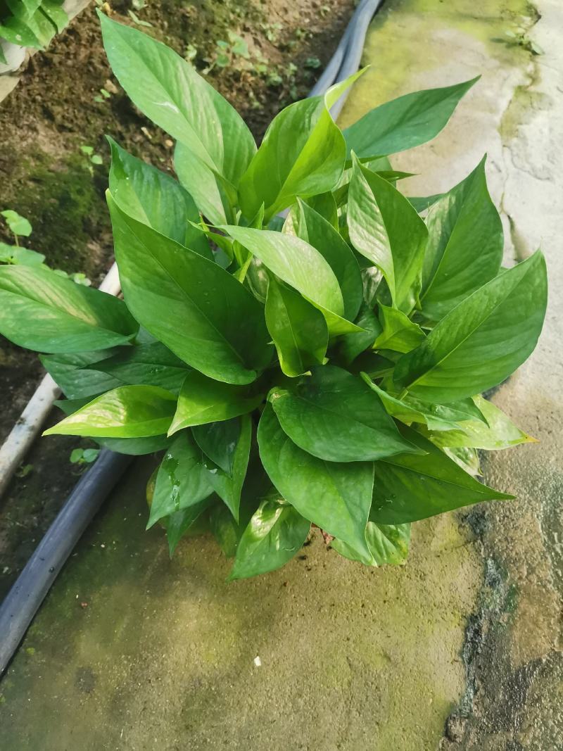 除甲醛净化空气绿萝盆栽室内植物水培花卉绿植绿箩新房家用吸