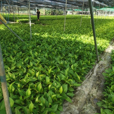 除甲醛净化空气绿萝盆栽室内植物水培花卉绿植绿箩新房家用吸