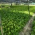 除甲醛净化空气绿萝盆栽室内植物水培花卉绿植绿箩新房家用吸