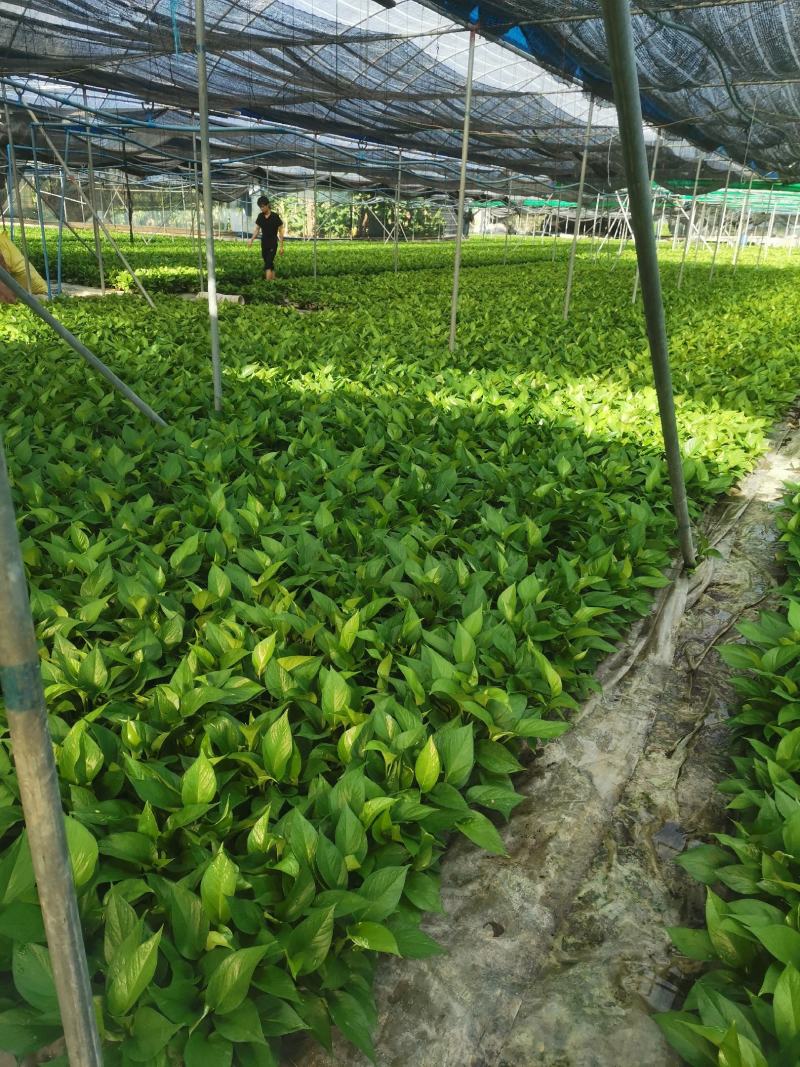 除甲醛净化空气绿萝盆栽室内植物水培花卉绿植绿箩新房家用吸