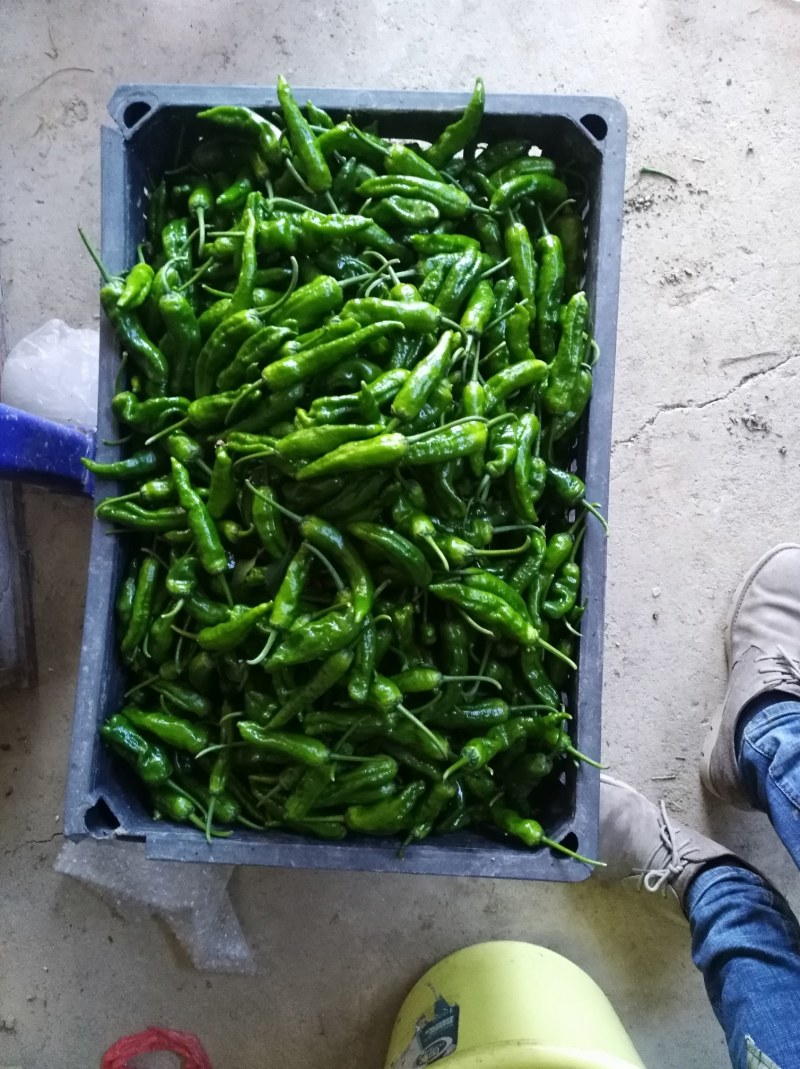 余干小辣椒