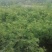 鲁南花椒大红袍鲜花椒色正味纯价格不高