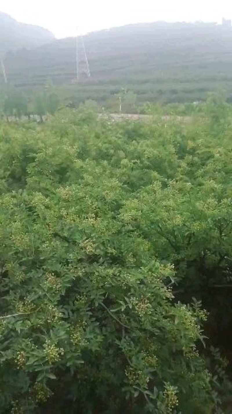 鲁南花椒大红袍鲜花椒色正味纯价格不高