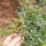 鲁南花椒大红袍鲜花椒色正味纯价格不高