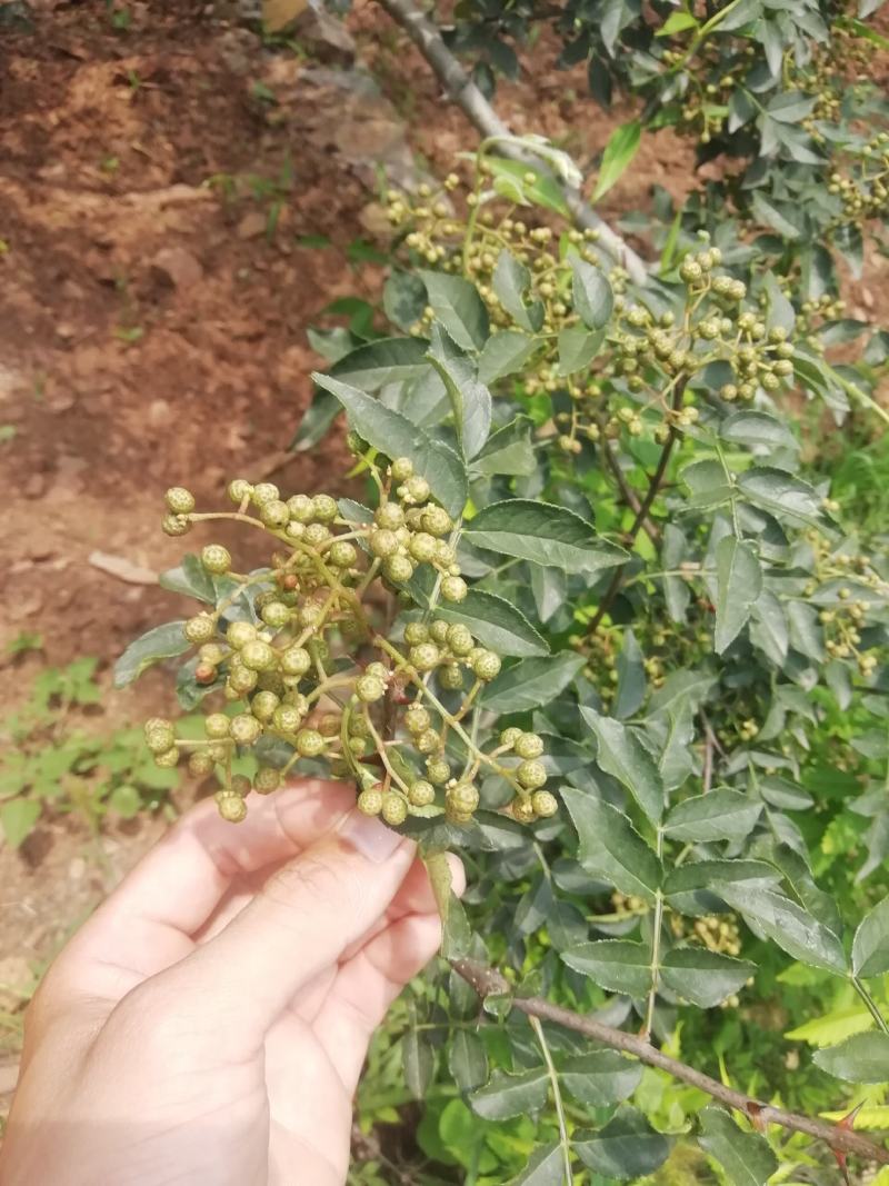 鲁南花椒大红袍鲜花椒色正味纯价格不高