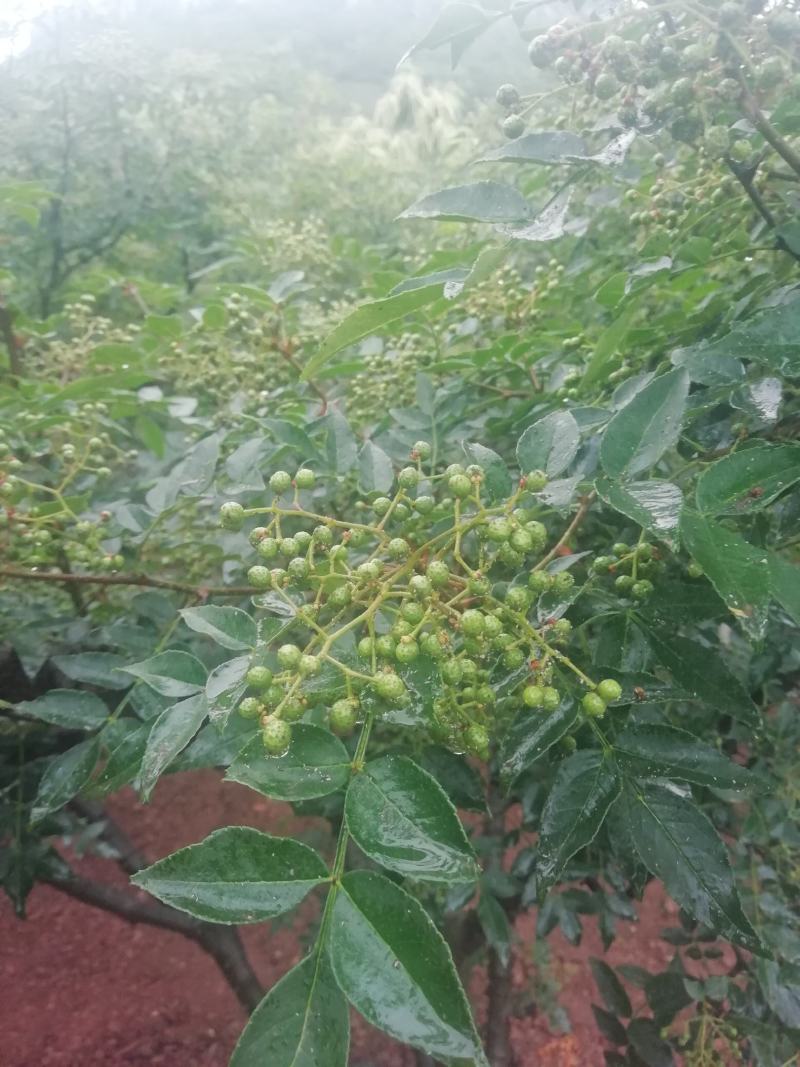 鲁南花椒大红袍鲜花椒色正味纯价格不高