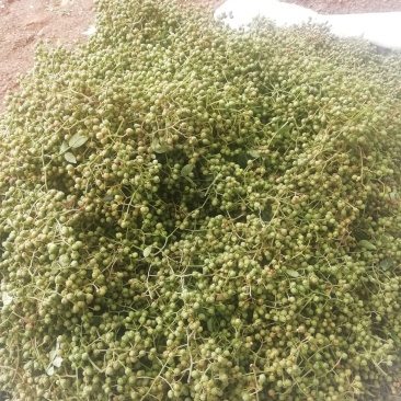 鲁南花椒大红袍鲜花椒色正味纯价格不高