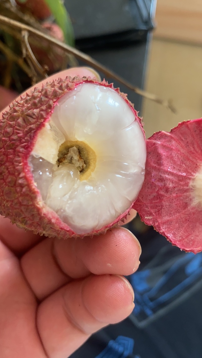 妃子笑荔枝大果径