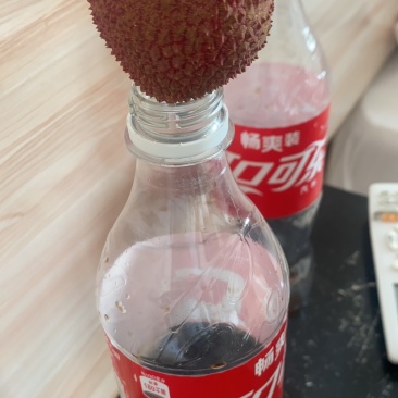 妃子笑荔枝大果径