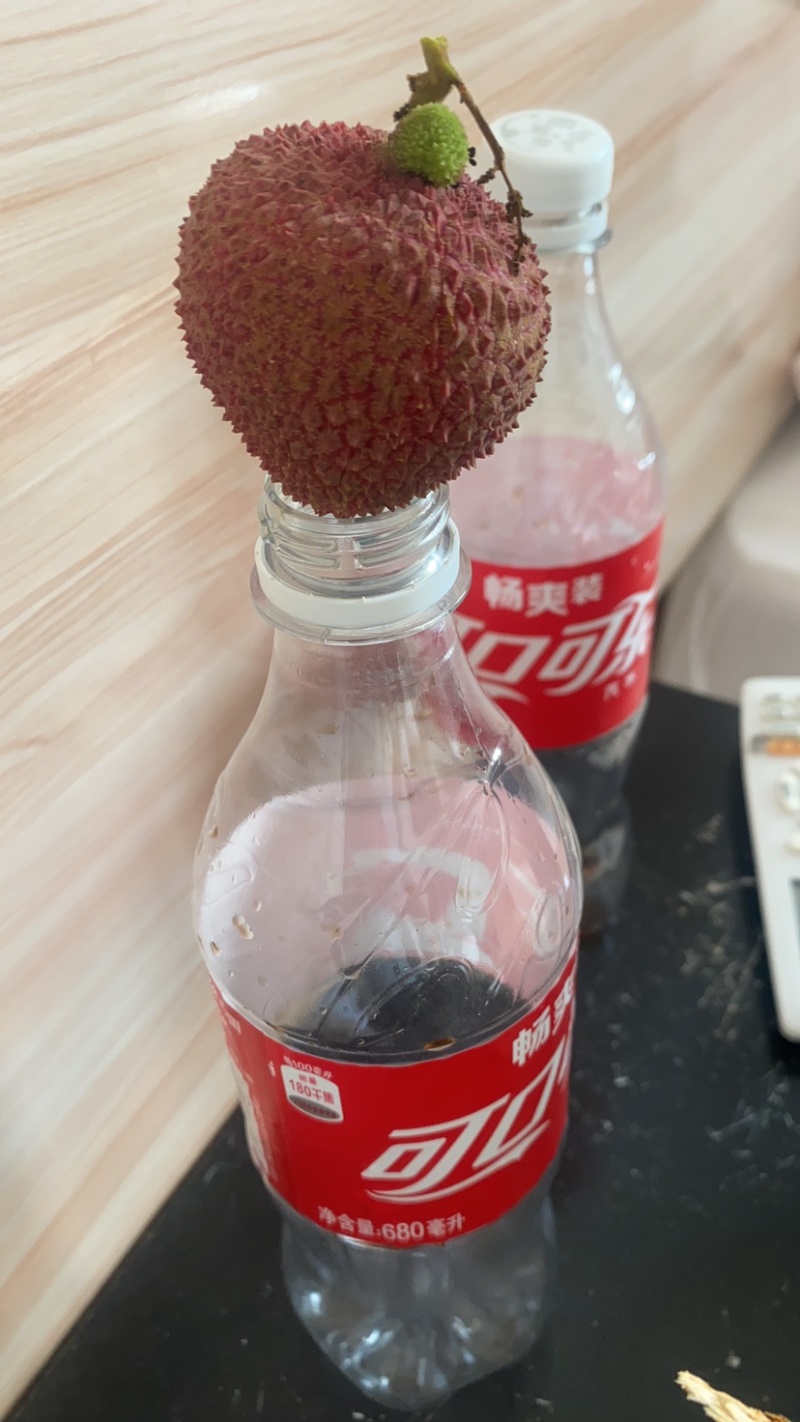 妃子笑荔枝大果径