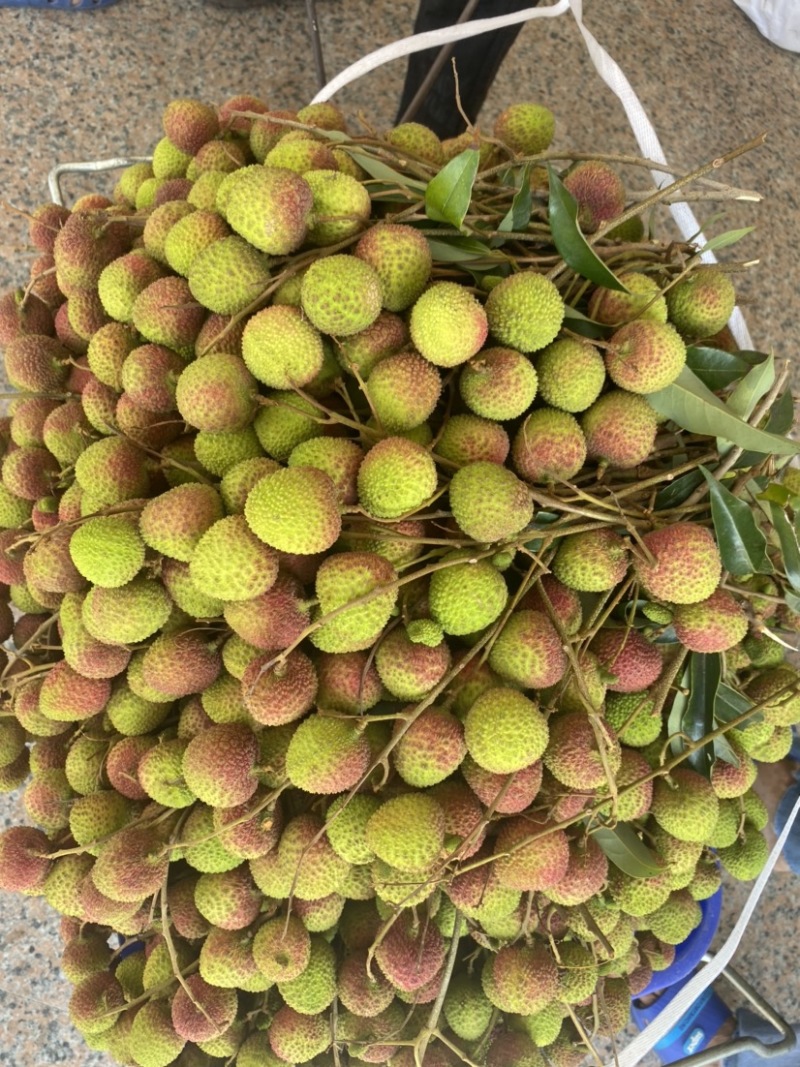 妃子笑荔枝大果径