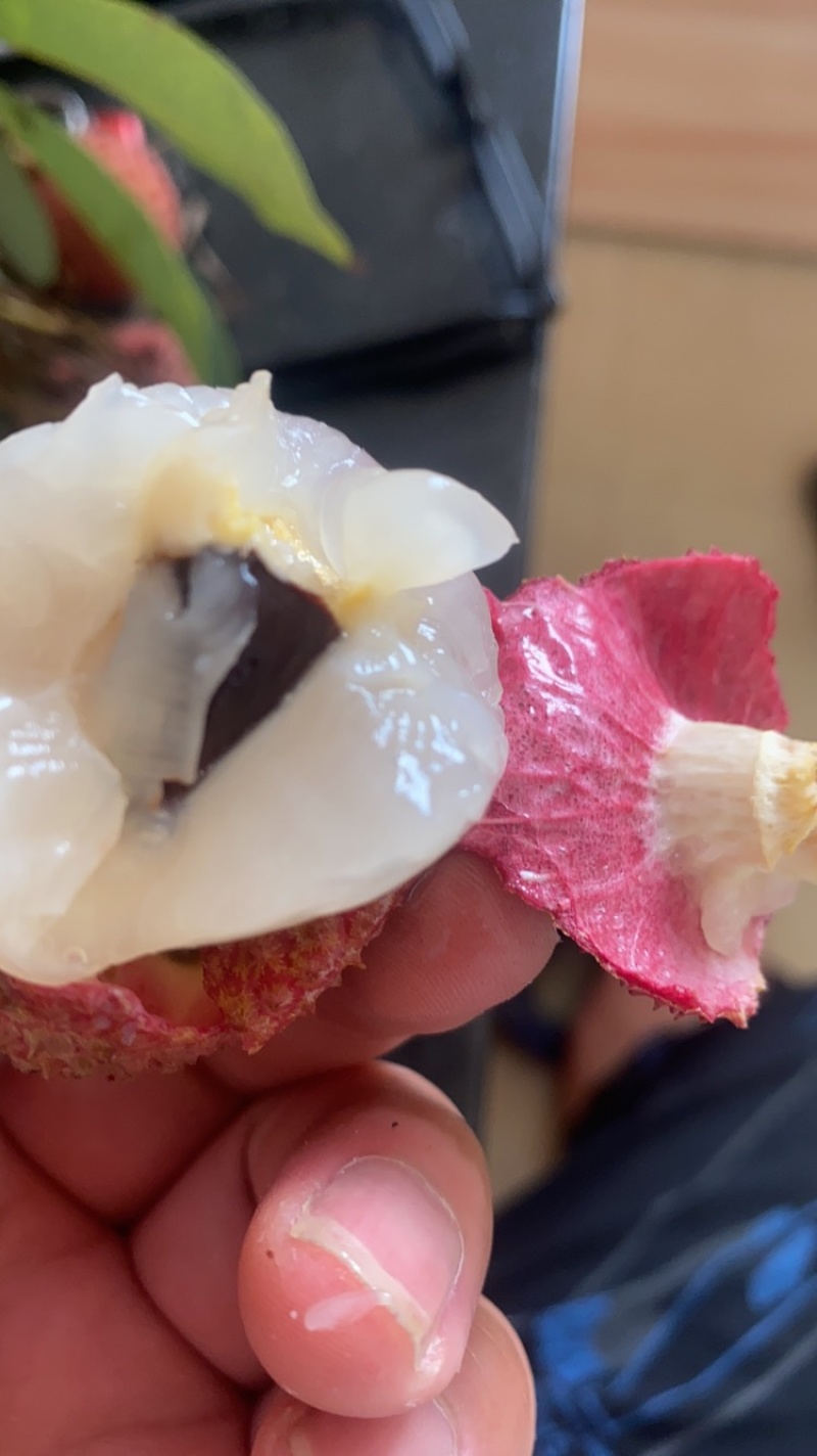 妃子笑荔枝大果径
