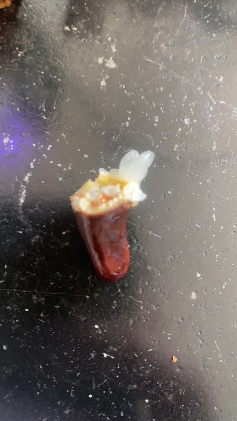 妃子笑荔枝大果径