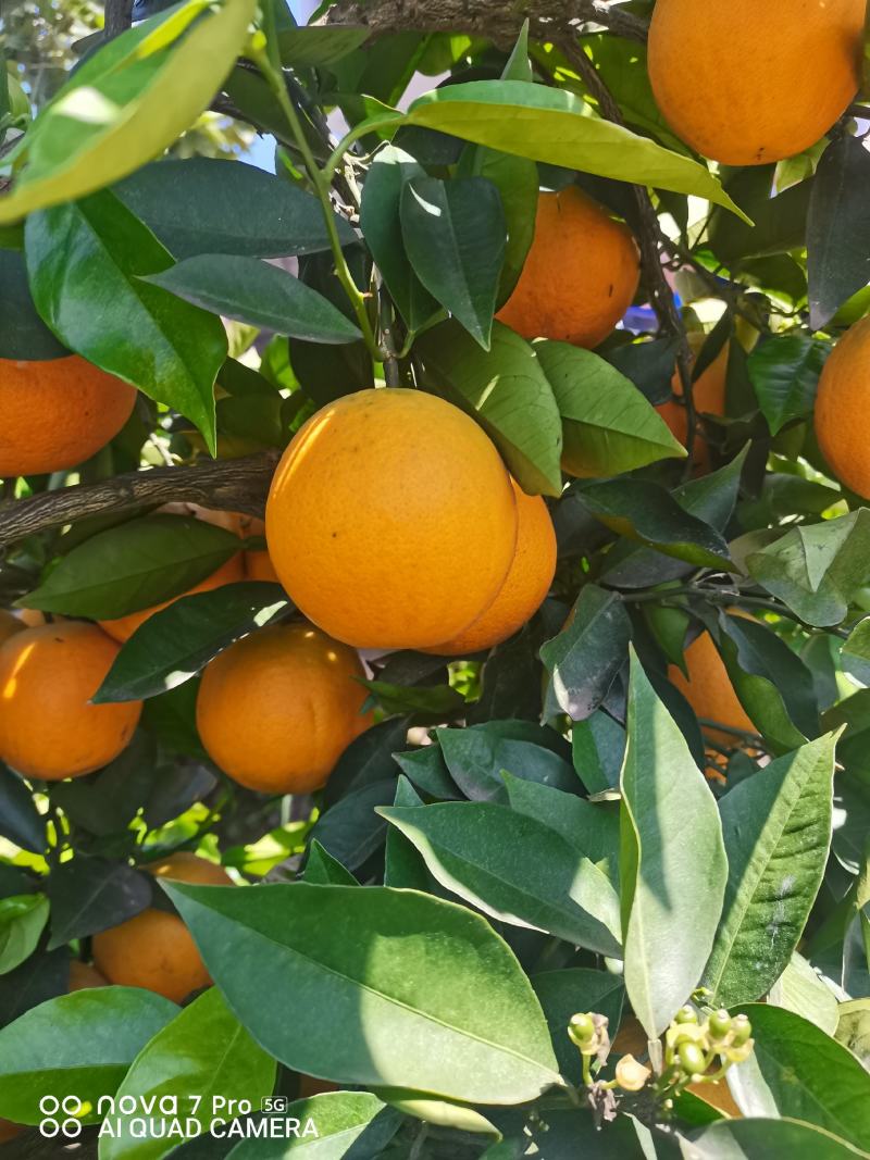 【火爆】湖北秭归早熟夏橙蜜奈，皮薄个大，水分充足，视频看