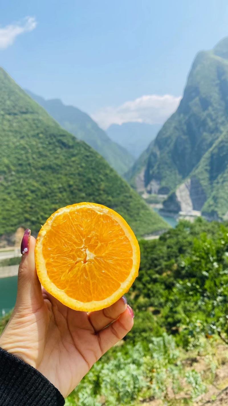 【火爆】湖北秭归早熟夏橙蜜奈，皮薄个大，水分充足，视频看