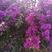 大量紫花三角梅，云南紫（安格斯）育苗枝条出售