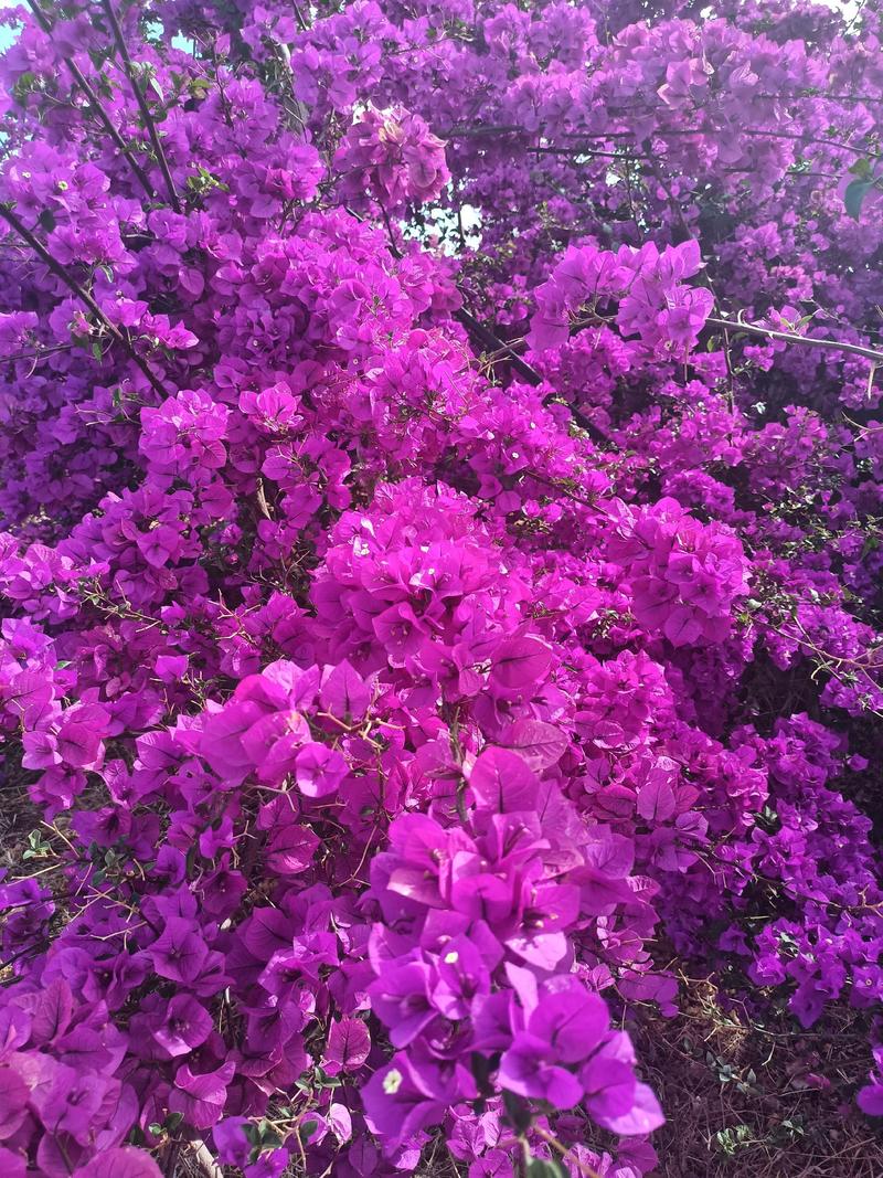 大量紫花三角梅，云南紫（安格斯）育苗枝条出售