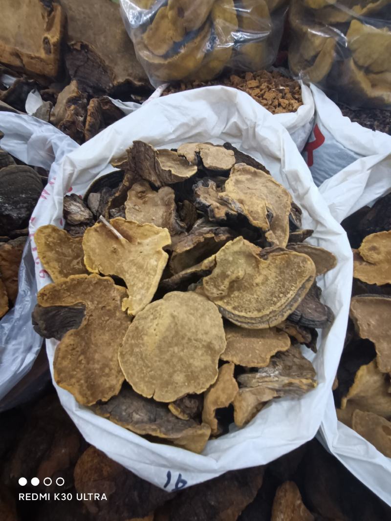 桑黄野生培植一手货源西藏东北发货批发