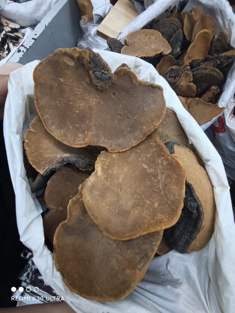 桑黄野生培植一手货源西藏东北发货批发
