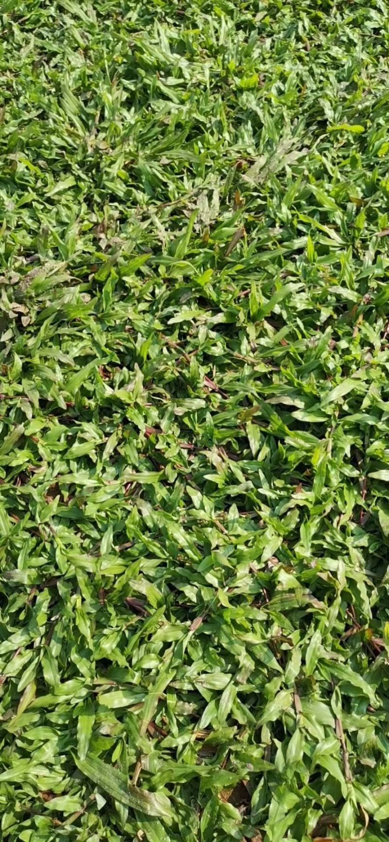 十成草坪，带土草皮，存活好，低价出售，货源足，量大从优
