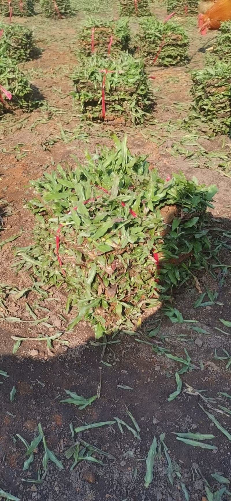 十成草坪，带土草皮，存活好，低价出售，货源足，量大从优