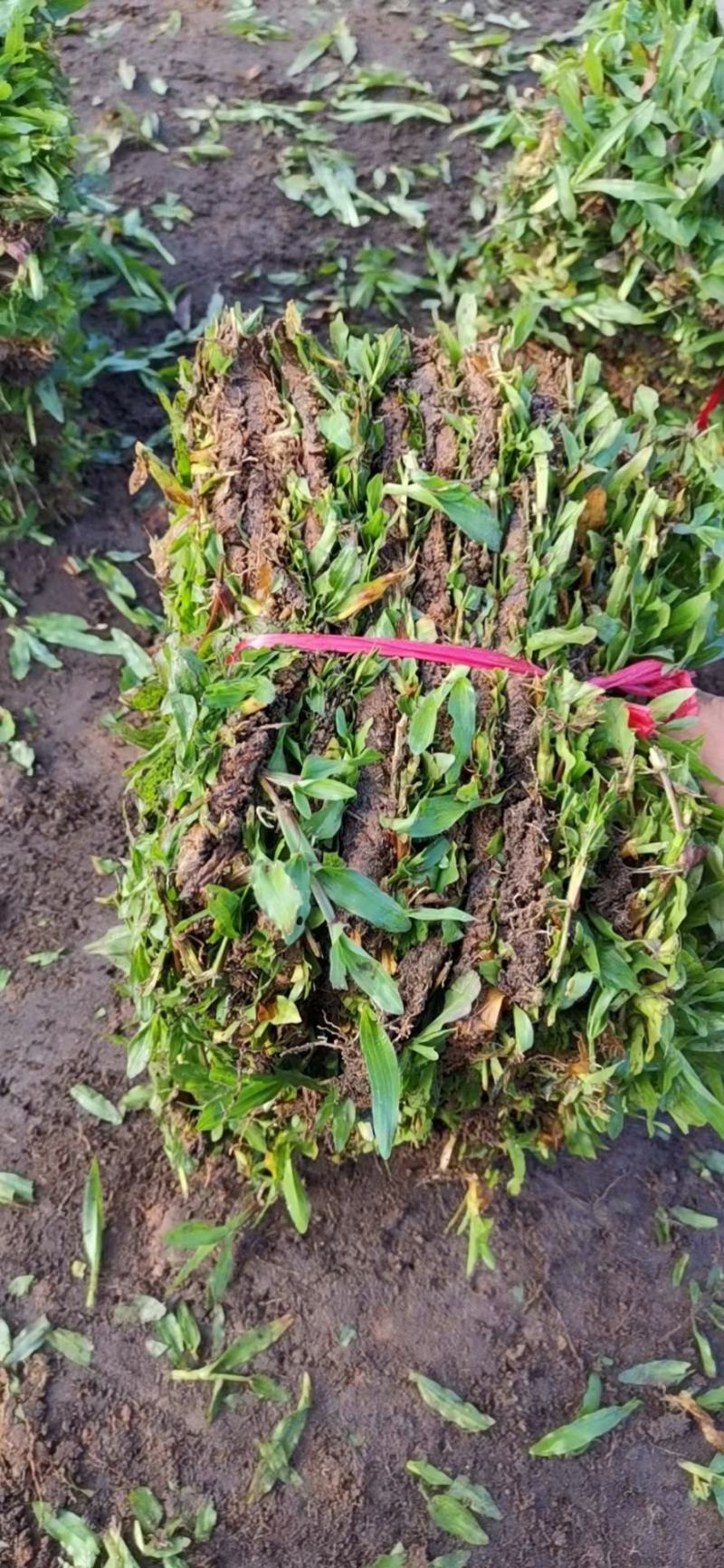 十成草坪，带土草皮，存活好，低价出售，货源足，量大从优