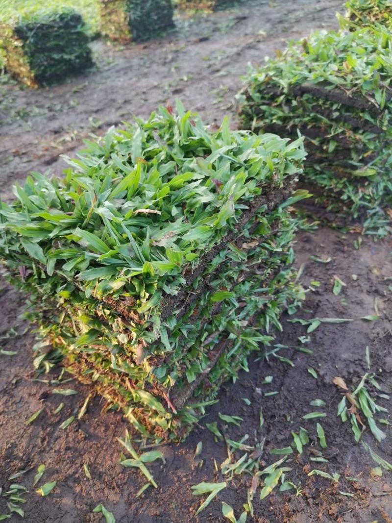 十成草坪，带土草皮，存活好，低价出售，货源足，量大从优