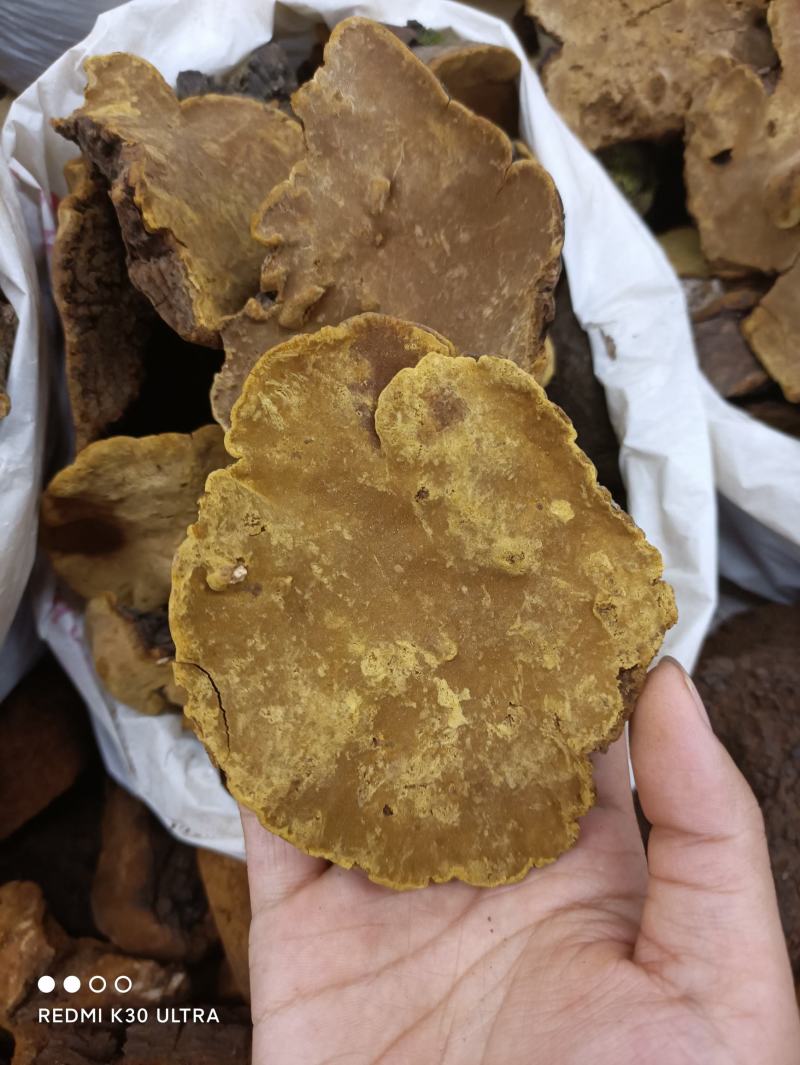 桑黄野生培植一手货源西藏东北发货批发