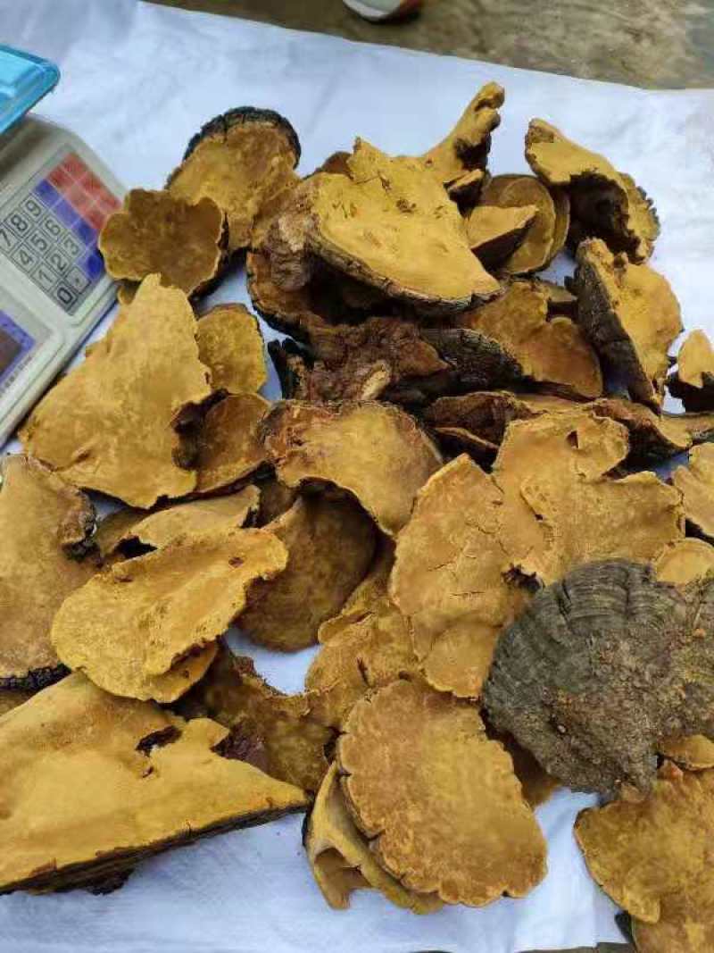 桑黄野生培植一手货源西藏东北发货批发