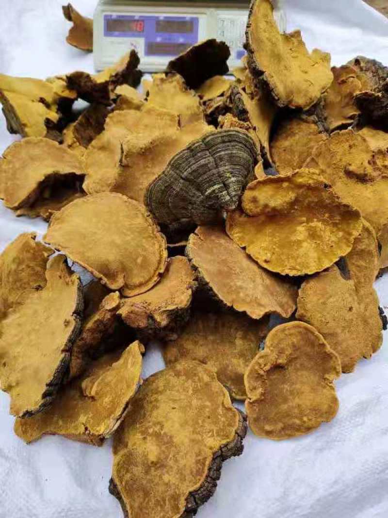 桑黄野生培植一手货源西藏东北发货批发