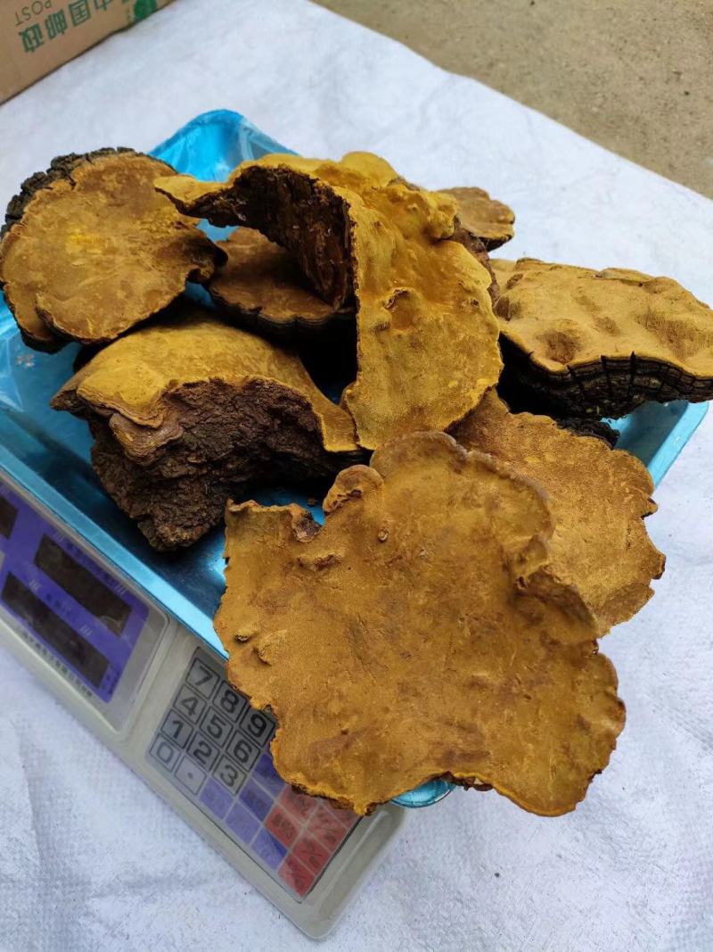 桑黄野生培植一手货源西藏东北发货批发