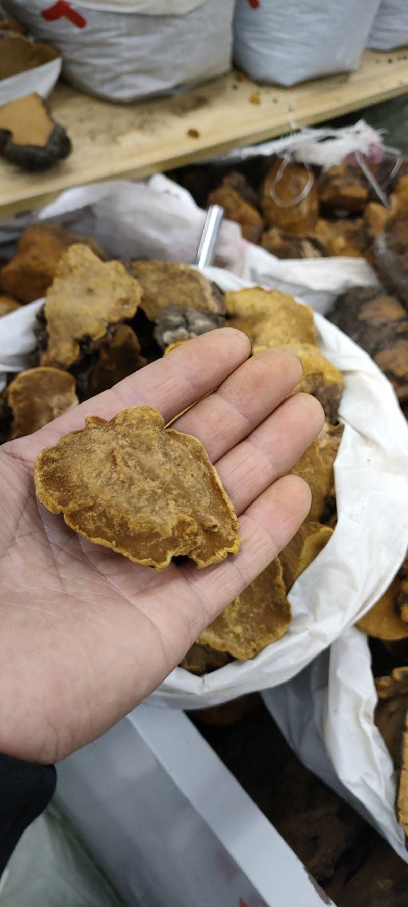桑黄野生培植一手货源西藏东北发货批发