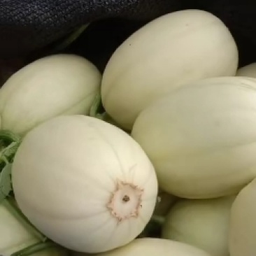 东方蜜1号甜瓜，头茬鲜瓜，红肉脆甜，1.5斤以上，原产地